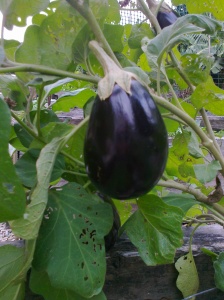 EggplantMay2014